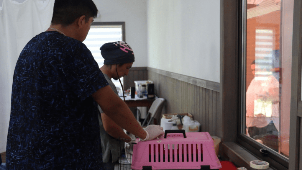 Villarrica inicia masivo programa de 1.500 esterilizaciones con apoyo de Subdere