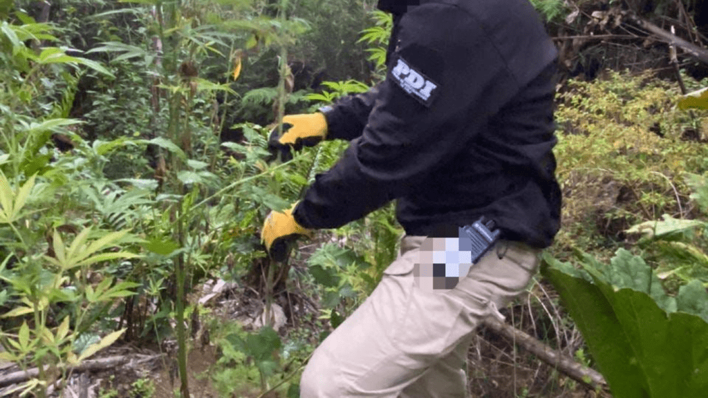 Golpe al narcotráfico en la costa de La Araucanía: PDI incauta más de 200 plantas de cannabis y detiene a tres personas