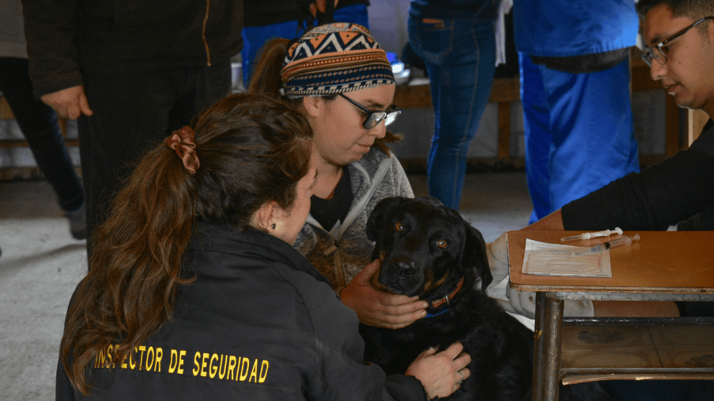 Centro Veterinario Municipal Villarrica