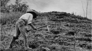 Agricultores
