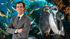 Terremoto ambiental: Gobierno retira protección al pingüino de Humboldt y frena proyecto de parques marinos en Juan Fernández