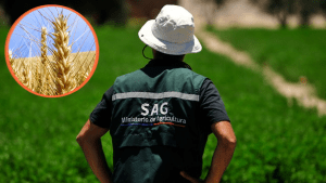 Organizaciones socioambientales y agrícolas acusan al SAG de impulsar regulación de cultivos genéticos sin rigor ni participación efectiva